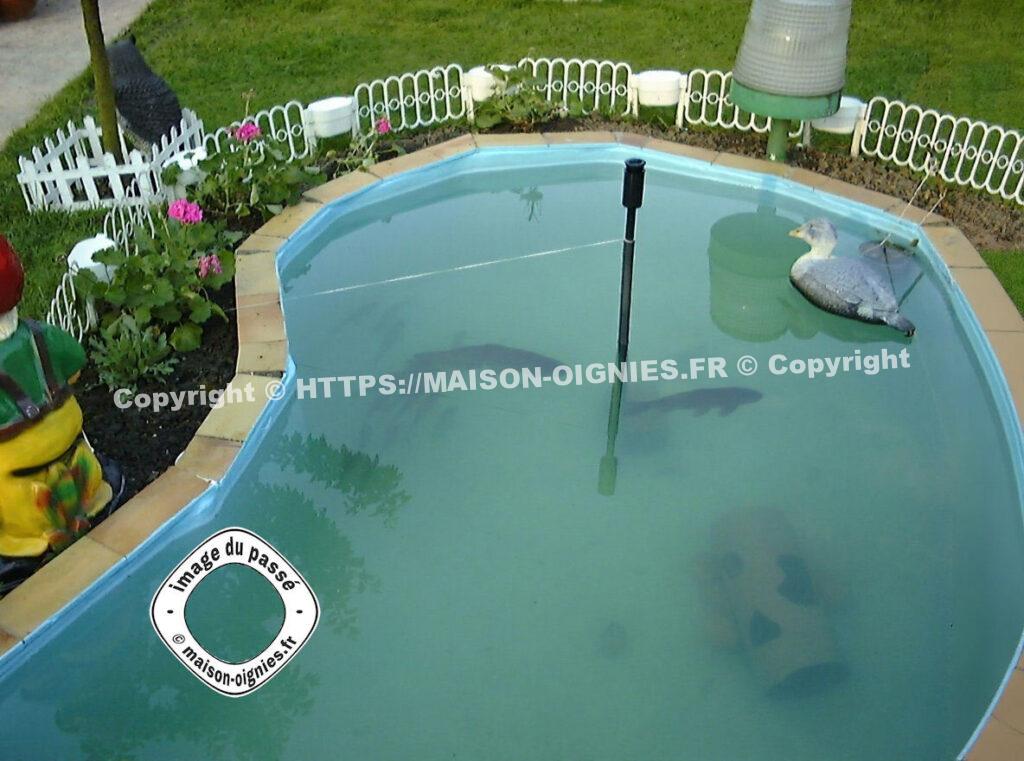 Deux carpes dans le bassin