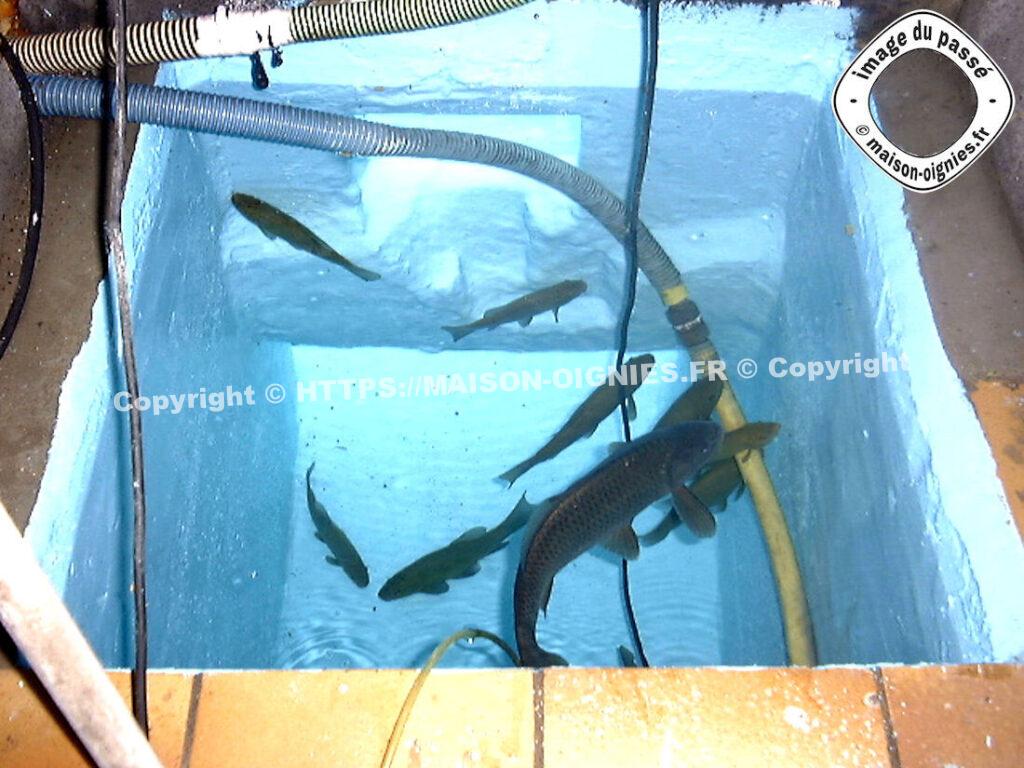 Différents poissons du bassin